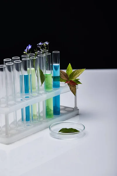 Tubos de ensayo de vidrio con líquido cerca de las plantas sobre una mesa blanca aislada sobre negro - foto de stock