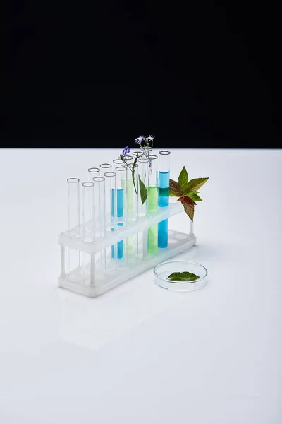Provette di vetro con liquido vicino alle piante su tavolo bianco isolato su nero — Foto stock
