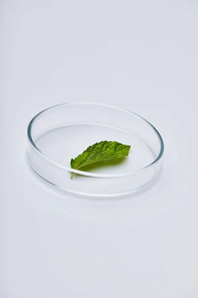 Green leaf on test glass on white surface — Stock Photo