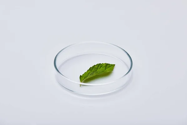 Green leaf on test glass on white surface — Stock Photo