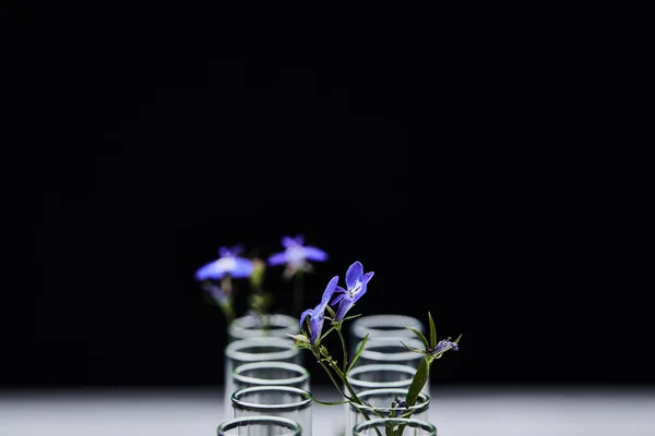 Selective focus of glass test tubes with plant isolated on black — Stock Photo