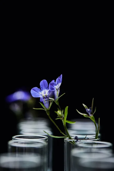 Vista de perto de tubos de ensaio de vidro com planta isolada em preto — Fotografia de Stock