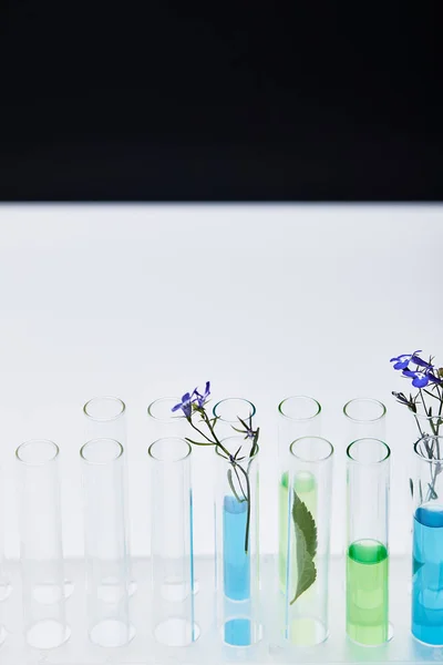 Provette di vetro con liquido e piante su tavolo bianco isolate su nero — Foto stock