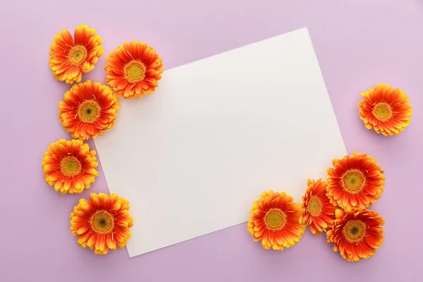 Вид зверху на помаранчеві квіти гербери та білий чистий папір на фіолетовому фоні — стокове фото
