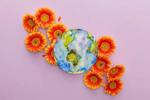 Vue du dessus des fleurs de gerbera orange et de la planète Terre peinte sur fond violet — Photo de stock