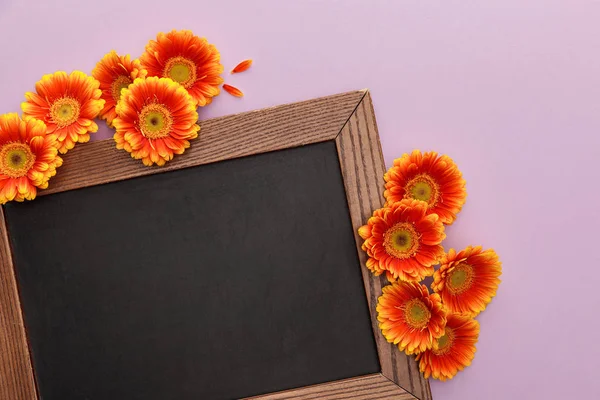 Top view of orange gerbera flowers and blank chalkboard on violet background — Stock Photo
