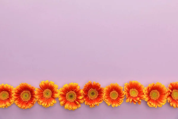 Flat lay with orange gerbera flowers on violet background with copy space — Stock Photo