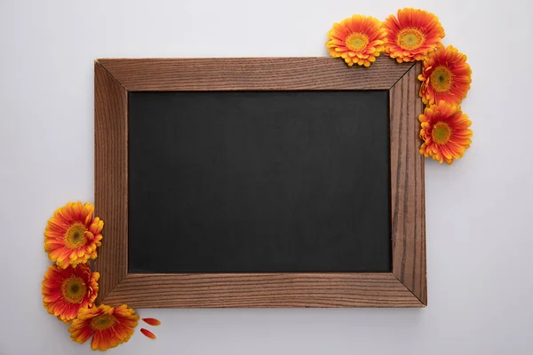 Draufsicht auf orangefarbene Gerbera-Blumen und leere Tafel auf weißem Hintergrund — Stockfoto