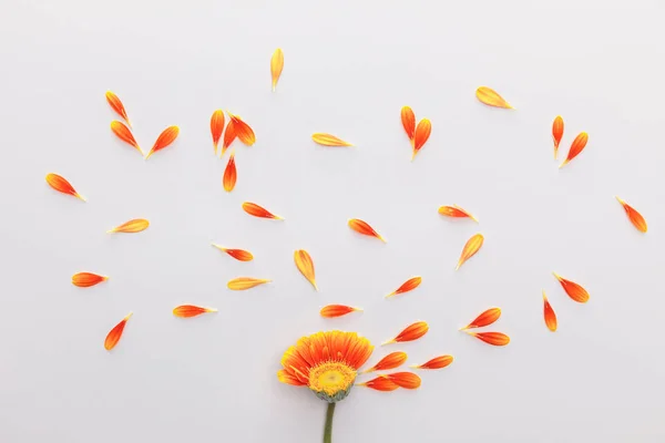 Вид сверху на оранжевый цветок герберы с лепестками на белом фоне — стоковое фото