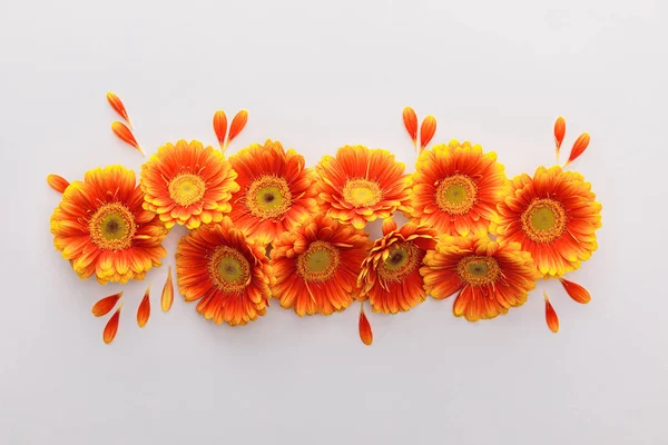 Вид зверху на помаранчеві квіти гербери з пелюстками на білому тлі — стокове фото