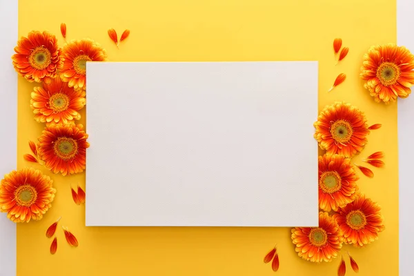 Vista superior de flores de gerbera laranja com pétalas e cartão branco em branco no fundo amarelo — Fotografia de Stock