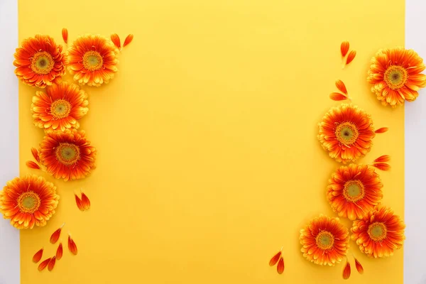 Blick von oben auf orange Gerbera-Blüten mit Blütenblättern auf gelbem Hintergrund — Stockfoto