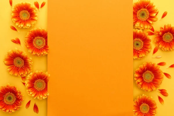 Vista superior de flores de gerberas naranjas con pétalos y tarjeta vacía naranja sobre fondo amarillo - foto de stock