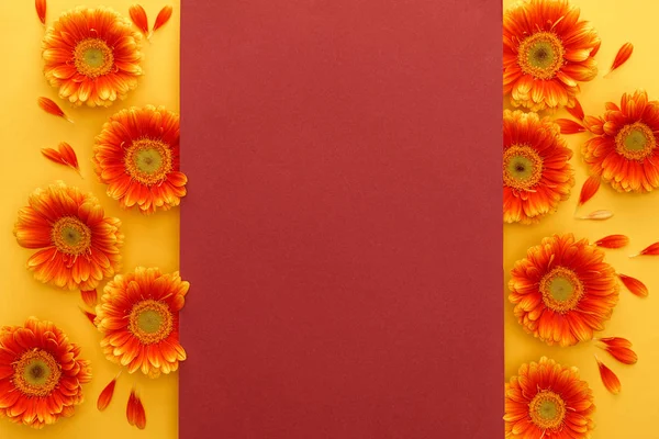 Vista superior de flores de gerberas naranjas con pétalos y tarjeta vacía roja sobre fondo amarillo - foto de stock