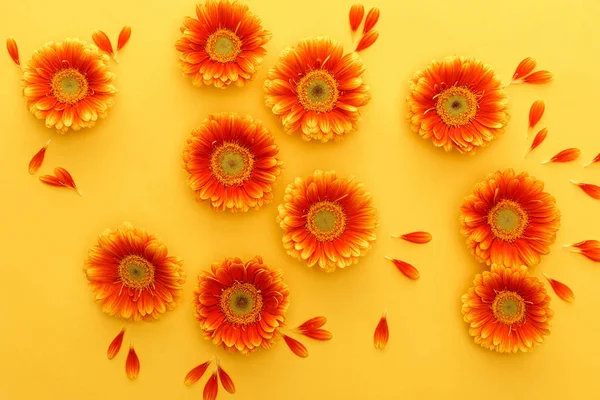 Vista superior de flores de gerbera laranja com pétalas no fundo amarelo — Fotografia de Stock