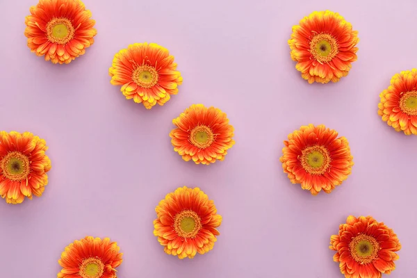 Vista superior de flores de gerberas anaranjadas sobre fondo violeta - foto de stock