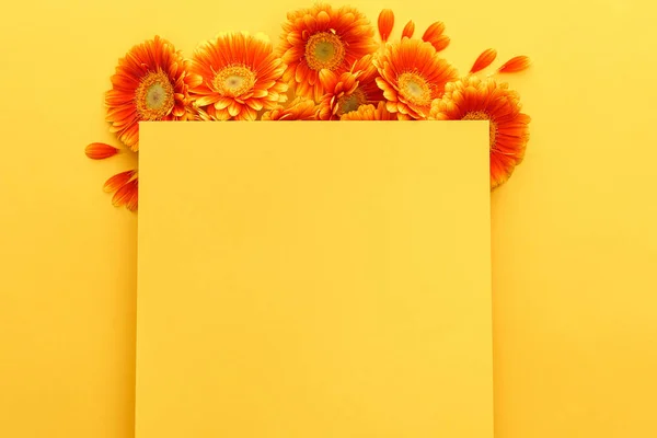 Vista superior de flores de gerberas naranjas con pétalos con tarjeta en blanco sobre fondo amarillo - foto de stock