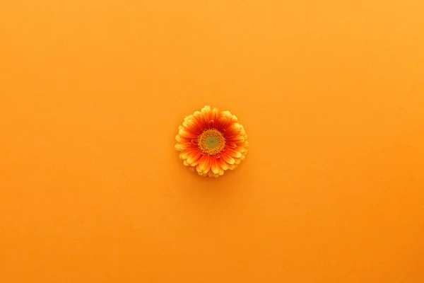 Vue du dessus de la fleur de gerbera sur fond orange — Photo de stock