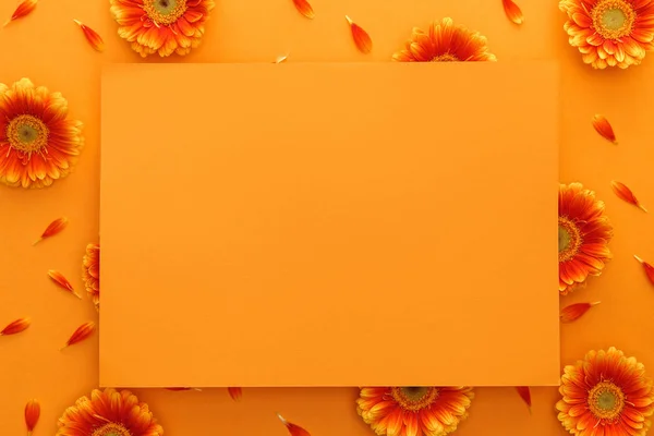 Vue du haut des fleurs de gerbera et carte vide sur fond orange — Photo de stock