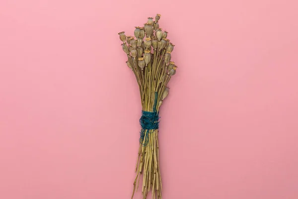 Vue du dessus des fleurs de pavot séchées sur fond rose — Photo de stock
