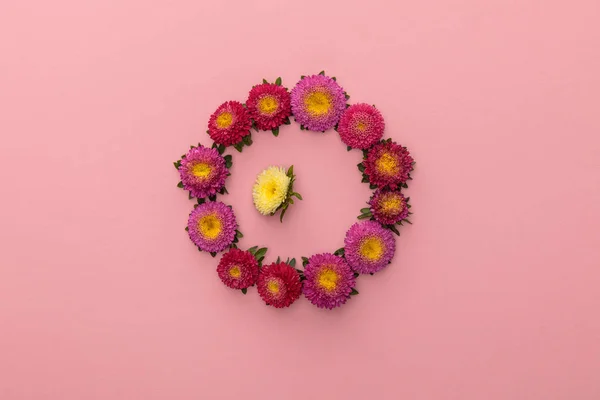 Wreath of purple asters and one yellow inside on pink background — Stock Photo