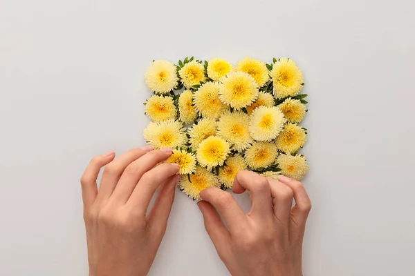 Cropped view of woman touching yellow asters on white background — Stock Photo