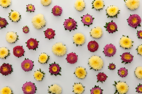 Top view of yellow and purple asters on white background — Stock Photo