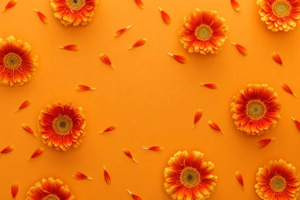 Vue de dessus des fleurs de gerbera avec des pétales sur fond orange — Photo de stock