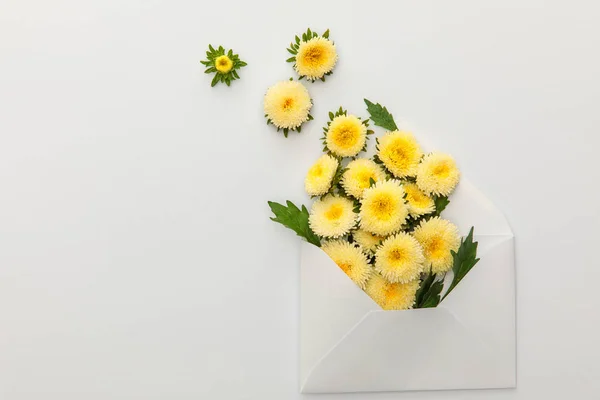 Vue de dessus des asters jaunes dans l'enveloppe sur fond blanc — Photo de stock