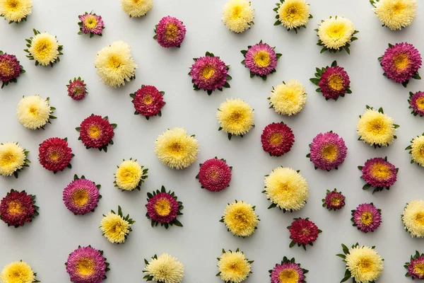 Top view of yellow and purple asters on white background — Stock Photo