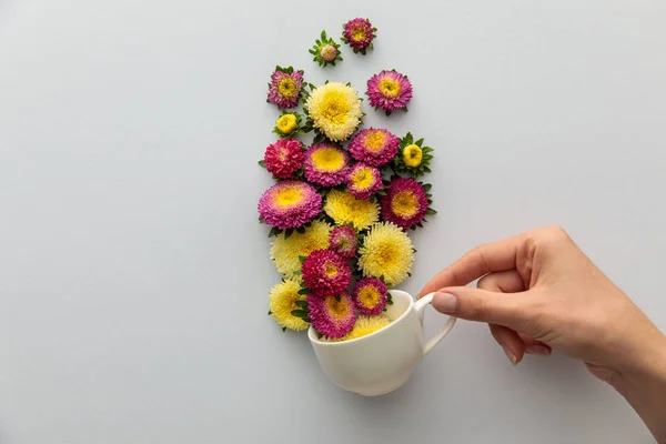 Cropped view of woman holding cup with asters on white background — Stock Photo