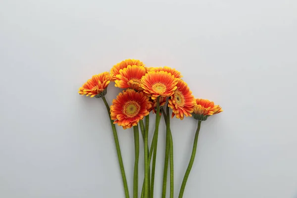 Vista superior de flores de gerberas naranjas sobre fondo blanco con espacio para copiar - foto de stock