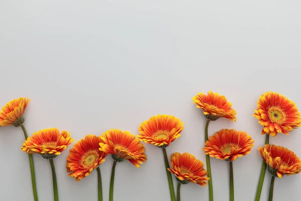 Vue de dessus de fleurs de gerbera orange sur fond blanc avec espace de copie — Photo de stock