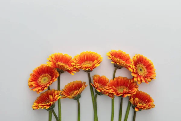 Draufsicht auf orangefarbene Gerbera-Blumen auf weißem Hintergrund mit Kopierraum — Stockfoto