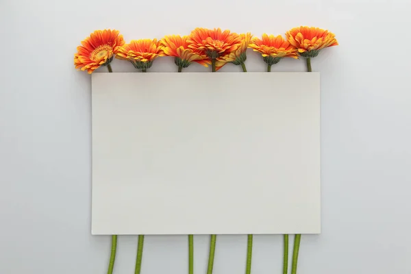 Draufsicht auf orange Gerbera-Blumen mit leerer Karte auf weißem Hintergrund — Stockfoto