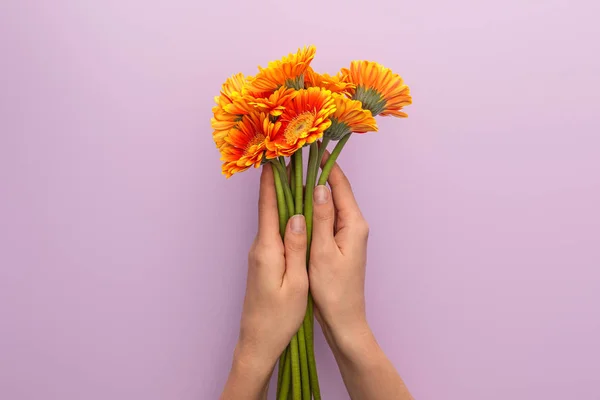 Cropped view of woman holding orange gerbera flowers on violet background — Stock Photo