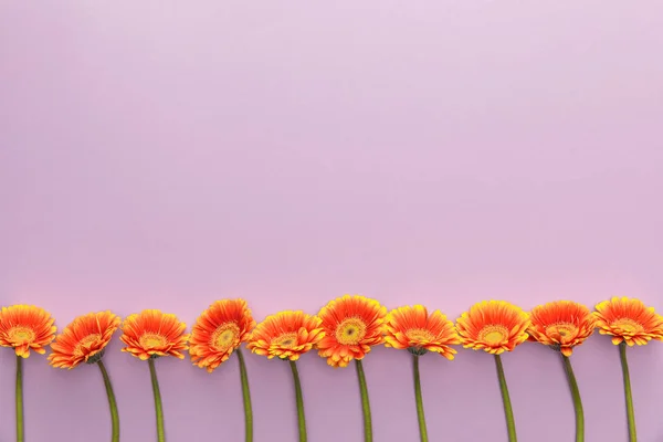 Draufsicht auf orangefarbene Gerbera-Blumen auf violettem Hintergrund mit Kopierraum — Stockfoto