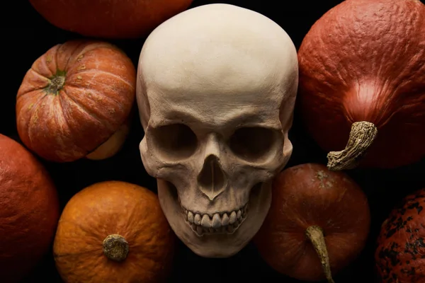 Pumpkins and skull on black background, Halloween decoration — Stock Photo
