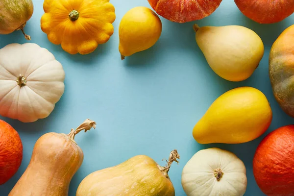 Reife ganze bunte Kürbisse auf blauem Hintergrund mit Kopierraum — Stockfoto