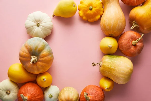 Calabazas de colores enteros maduros sobre fondo rosa con espacio de copia - foto de stock