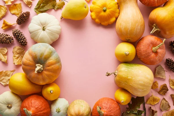 Ripe whole colorful pumpkins and autumnal decor on pink background with copy space — Stock Photo