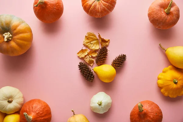 Ripe whole colorful pumpkins and autumnal decor on pink background — Stock Photo