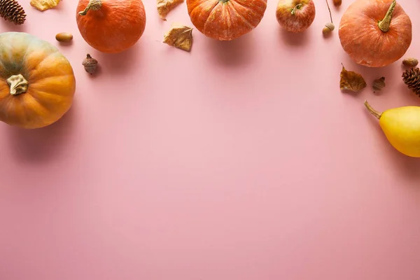 Спелые целые красочные тыквы и осенний декор на розовом фоне с копировальным пространством — стоковое фото