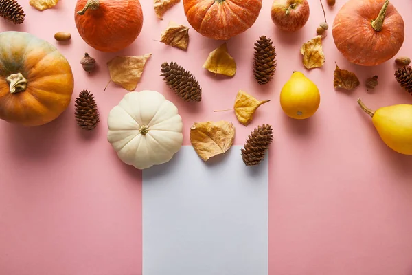 Reife ganze bunte Kürbisse und herbstliches Dekor auf rosa Hintergrund mit weißem Blankopapier — Stockfoto