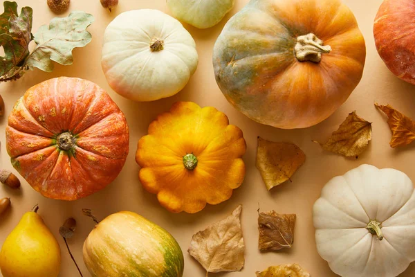 Vue de dessus de citrouilles entières mûres avec feuillage doré sec sur fond beige — Photo de stock