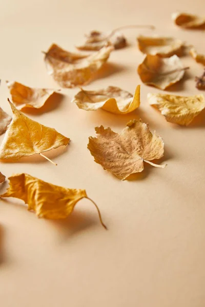 Dry golden foliage on beige background with copy space — Stock Photo