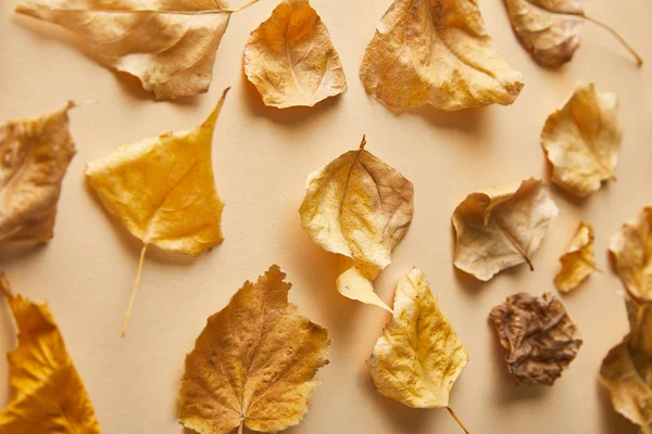 Вид сухой золотой листвы на бежевом фоне — стоковое фото