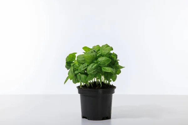 Fresh green basil growing in flowerpot isolated on white — Stock Photo