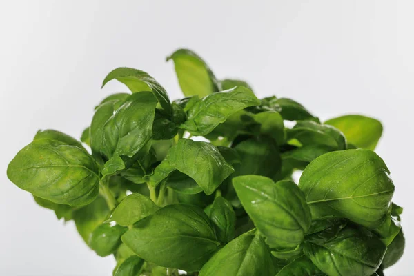 Green fresh basil leaves isolated on white — Stock Photo