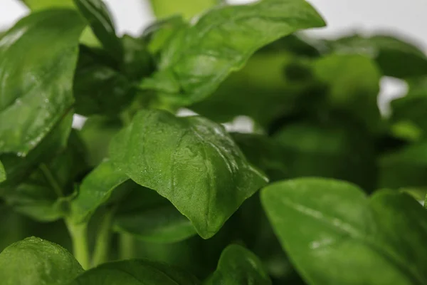 Close up view of green fresh basil leaves — Stock Photo